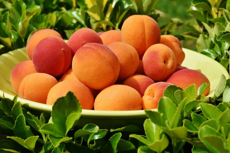 a bowl of peaches sitting on top of a lush green field, trending on pixabay, renaissance, avatar image, mango, in shades of peach, high-quality wallpaper