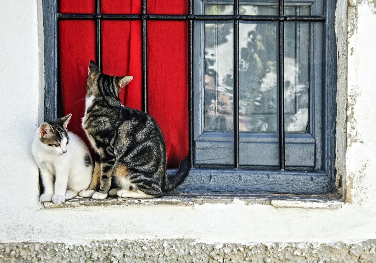 a couple of cats sitting on top of a window sill, a photo, by Michalis Oikonomou, shutterstock, red white and black color scheme, behind bars, animals in the streets, against a red curtain