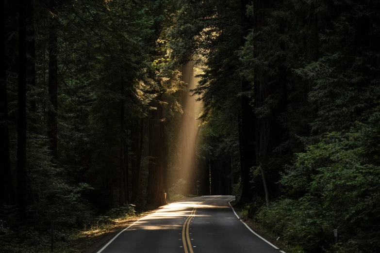 a long road in the middle of a forest, a picture, minimalism, shafts of light god rays, redwoods, mobile wallpaper, beautiful natural rim light