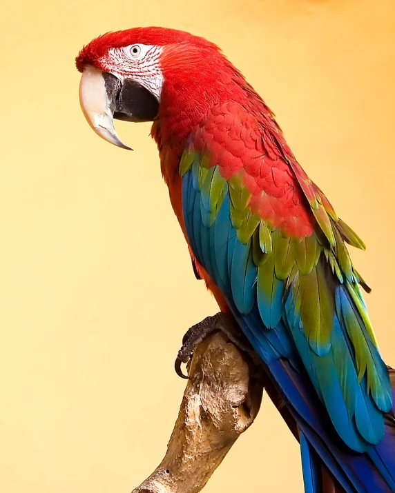 a colorful parrot sitting on top of a tree branch, a portrait, shutterstock, fine art, red and teal color scheme, istockphoto, professional studio photograph, 3 / 4 extra - wide shot