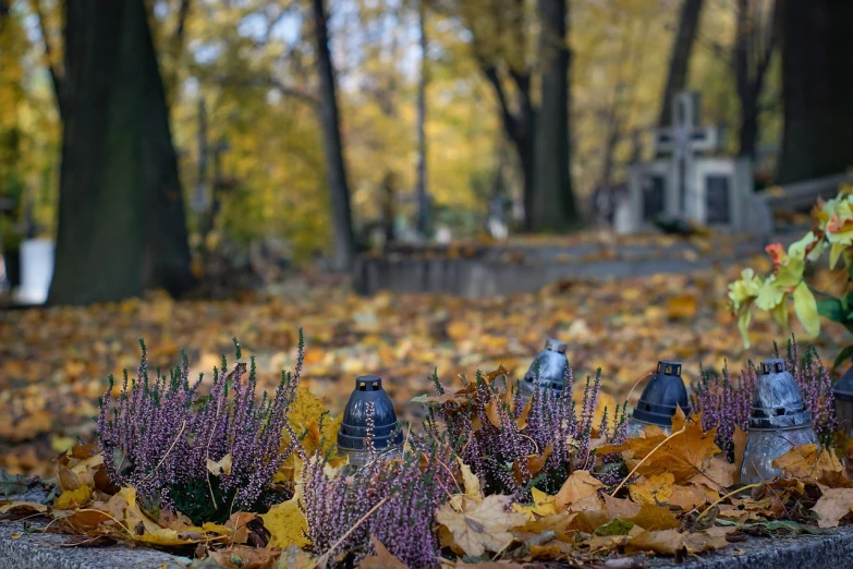 a cemetery filled with lots of different types of flowers, a photo, by Maksimilijan Vanka, vanitas, covered in fallen leaves, depth of field : - 2, high quality photo, colorful bottles and plants