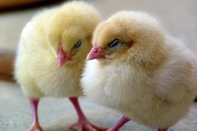 a couple of small chickens standing next to each other, a picture, by Jan Rustem, flickr, closeup of an adorable, detailed hd, shaded, innocence