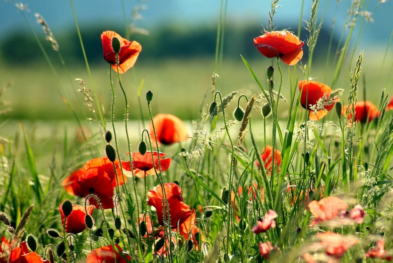 a field filled with lots of red flowers, a picture, by Leon Kapliński, pixabay, romanticism, grass and flowers, poppy, 4k. high quality, orange flowers