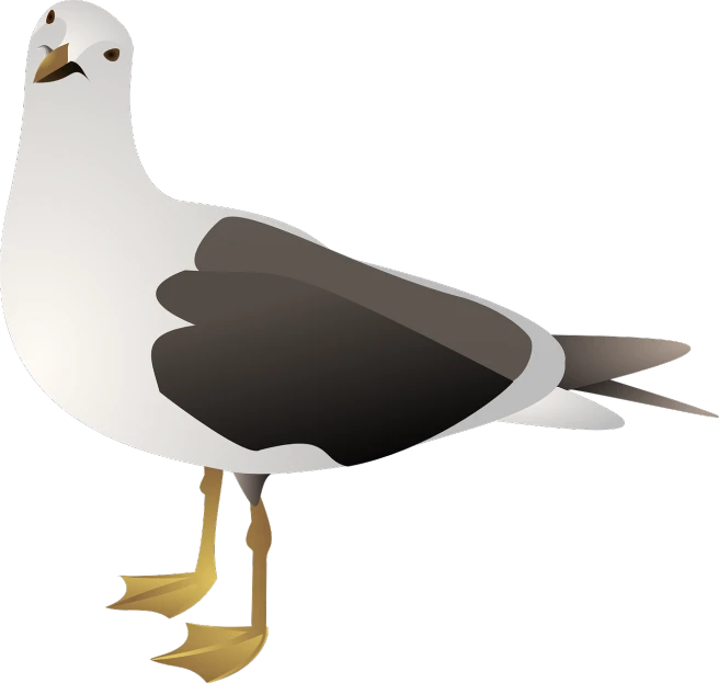 a close up of a bird on a black background, an illustration of, hurufiyya, seagull, high res photo