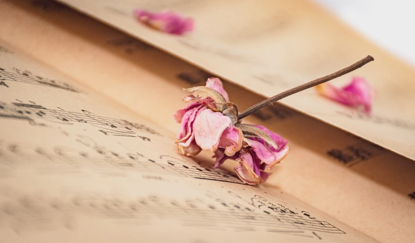 a close up of a flower on a sheet of music, by Sylvia Wishart, romanticism, dried petals, mobile wallpaper, pink flowers, sad scene