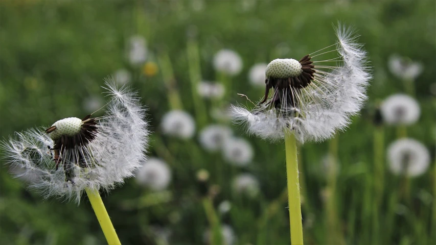 a couple of dandelions sitting on top of a lush green field, by János Nagy Balogh, pixabay, hurufiyya, feathers raining, of letting go, feathery fluff, a close-up