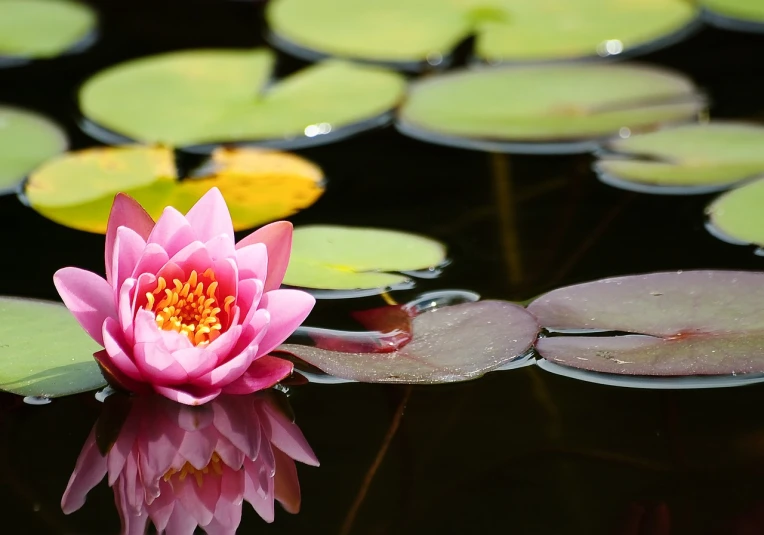 a pink flower floating on top of a body of water, a picture, by Juergen von Huendeberg, shutterstock, hurufiyya, lily pad, rich contrast, beautiful flower, ponds