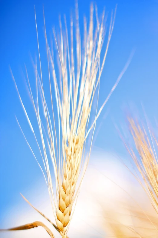 two ears of wheat against a blue sky, a macro photograph, symbolism, modern high sharpness photo