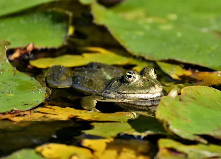 a frog that is sitting in some water, a picture, by Maksimilijan Vanka, shutterstock, alpine pond with water lilies, highly detailed picture, on a sunny day, leaf