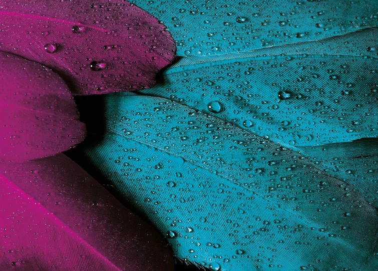 a close up of a leaf with water droplets on it, a macro photograph, by Jan Rustem, minimalism, cyan and magenta, hq 4k phone wallpaper, feathers raining, black and teal paper
