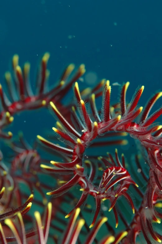 a close up of a red and yellow sea anemone, by Dietmar Damerau, flickr, hurufiyya, flame ferns, red webs, larvae, ultrafine detail ”