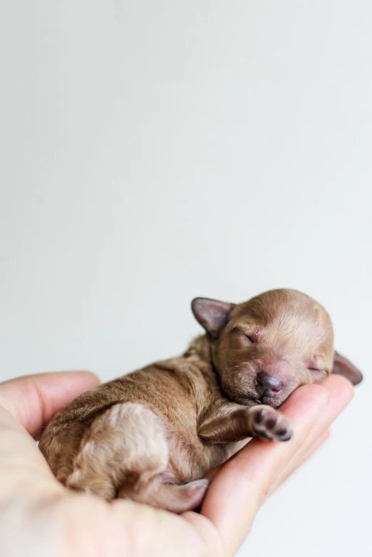 a person holding a small puppy in their hand, by Emma Andijewska, unsplash, photorealism, hairless, dog sleeping, фото девушка курит, breed russian brown toy terrier