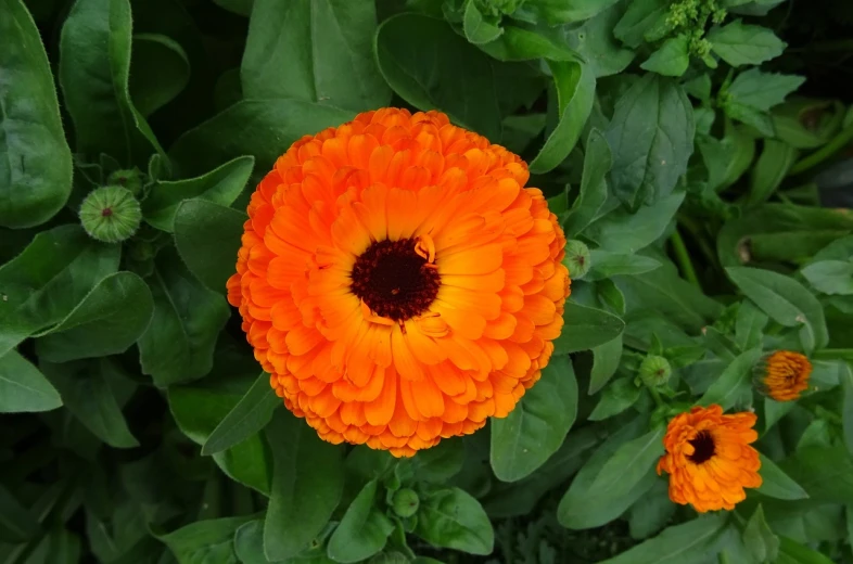 a close up of an orange flower with green leaves, marigold flowers, beautiful flower, large entirely-black eyes, birds eye view