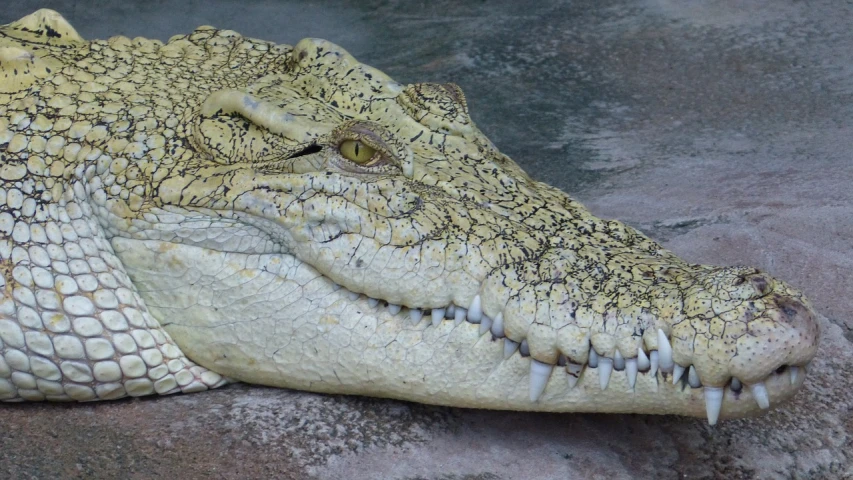 a close up of a crocodile's head on a rock, flickr, hurufiyya, albino white pale skin, family photo, extremely lifelike, 4yr old