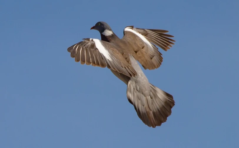 a bird that is flying in the sky, by Jan Rustem, flickr, arabesque, garrulus glandarius, pigeon, mongolia, indigo
