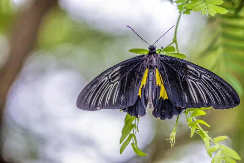 a close up of a butterfly on a plant, a macro photograph, wide shot photo, full shot photo, black wings instead of arms, kuntilanak on tree