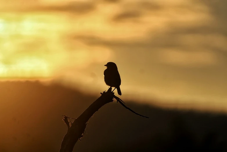 a small bird sitting on top of a tree branch, a picture, romanticism, as the sun sets on the horizon, contre jour, swift, looking cute