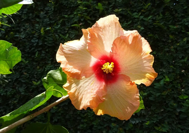 a close up of a flower with leaves in the background, flickr, hurufiyya, baroque hibiscus queen, late afternoon sun, a high angle shot, beautiful flower