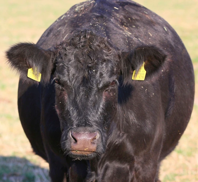 a black cow standing on top of a grass covered field, a portrait, hatched pointed ears, istockphoto, full of tar, oklahoma