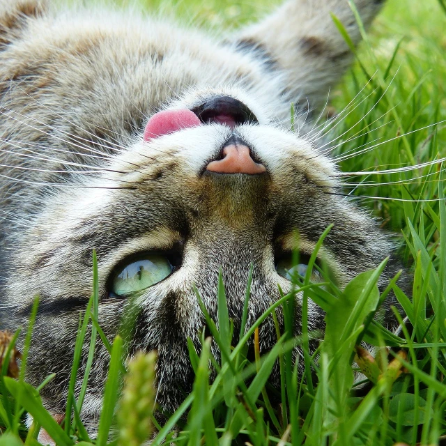 a close up of a cat laying in the grass, flickr, tongue sticking out, upsidedown, hooked nose, view from below