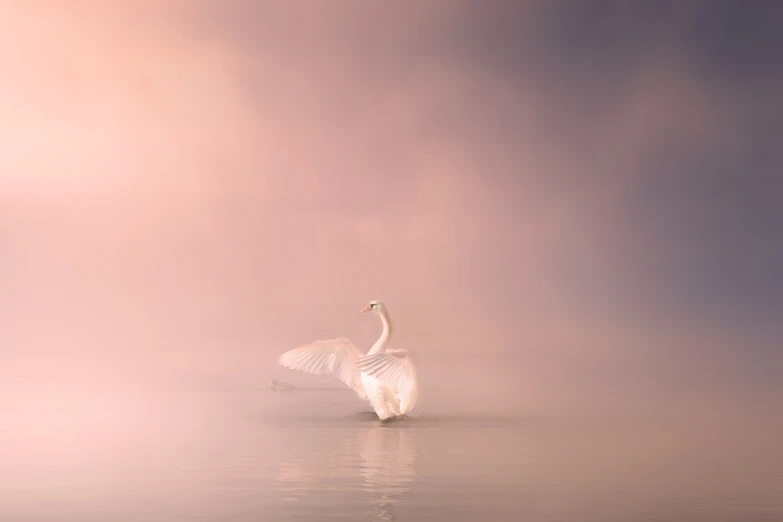 a large white bird standing on top of a body of water, a pastel, by Shen Quan, shutterstock contest winner, romanticism, pink mist, award winning photo, elegant floating pose, gliding