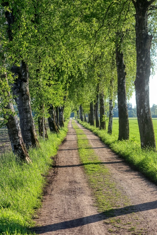 a dirt road lined with lots of trees, a picture, by Knud Agger, shutterstock, perfect spring day with, linden trees, swedish style, very accurate photo