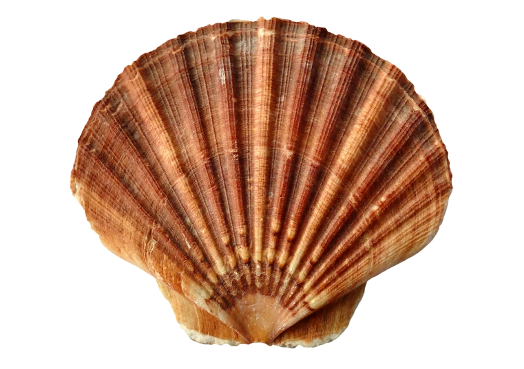 a close up of a shell on a white background, by Karel Štěch, wikipedia, papyrus, reddish, high quality detailed