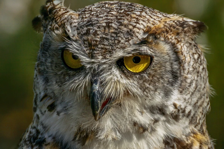 a close up of an owl with yellow eyes, by Edward Corbett, natural grizzled skin, hdr detail, portrait”