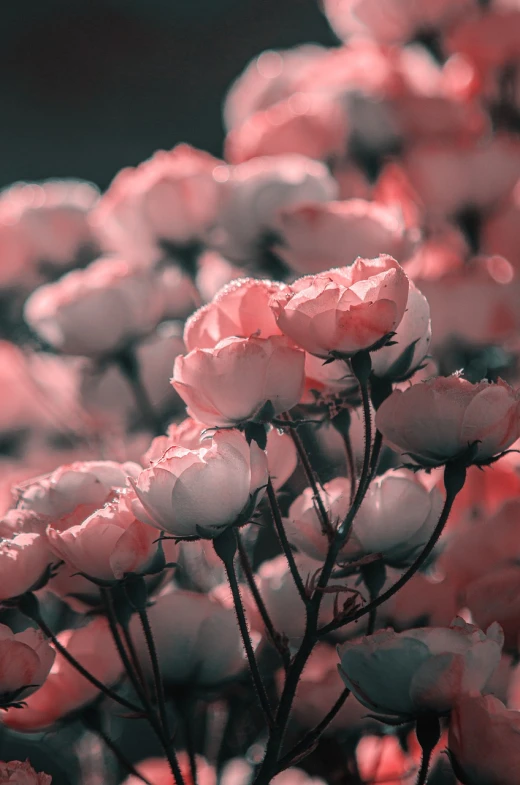 a close up of a bunch of pink flowers, digital art, by Adam Marczyński, unsplash, romanticism, 3d with depth of field, red selective coloring, rosses, pink white turquoise