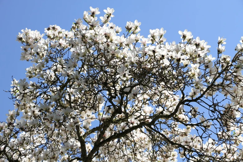 a tree with white flowers against a blue sky, inspired by Jane Nasmyth, art nouveau, magnolia, unedited, spring early morning, david hardy