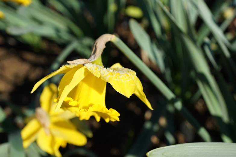 a close up of a yellow flower in a field, a picture, hurufiyya, spring winter nature melted snow, lilies and daffodils, high res photo, cloak flittering in the wind