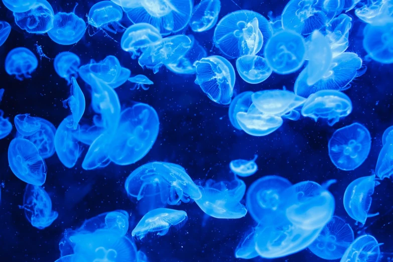 a group of jellyfish swimming in an aquarium, a microscopic photo, by Jeanna bauck, pexels, stern blue neon atmosphere, jelly - like texture, ocean pattern and night sky, stock photo