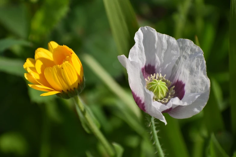 a close up of a yellow and white flower, flickr, romanticism, poppies, white and purple, flowers in foreground, closeup photo