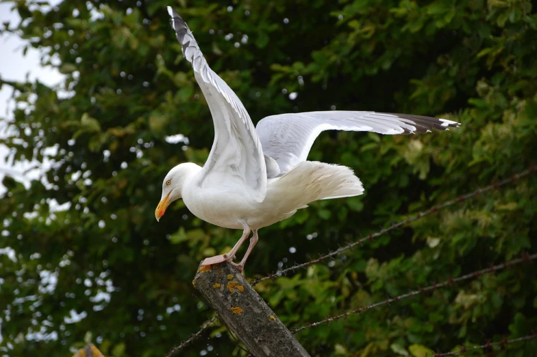 a white bird standing on top of a wooden post, arabesque, in a fighting pose, album photo, ready to eat, waving