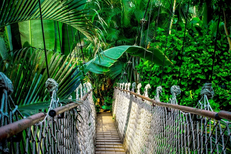 a suspension bridge in the middle of a jungle, by Alexander Brook, shutterstock, tropical palms, catwalk, cozy, vibrant green