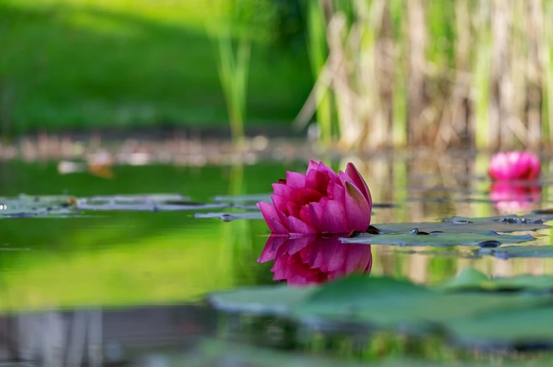 a pink flower floating on top of a body of water, a picture, by Juergen von Huendeberg, shutterstock, hurufiyya, red reflections, sitting at a pond, outdoor photo, moat