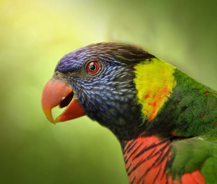 a close up of a colorful bird with its mouth open, a portrait, inspired by Charles Bird King, shutterstock, soft natural lighting, australian, stock photo