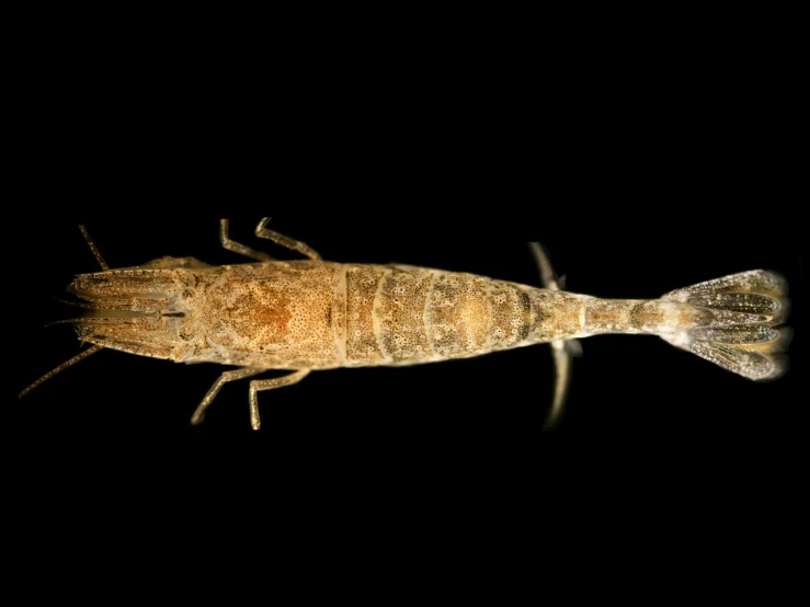 a close up of a shrimp on a black background, an illustration of, flickr, hurufiyya, tremella fuciformis, brownish fossil, cuaxolotl, photo still of posterior view