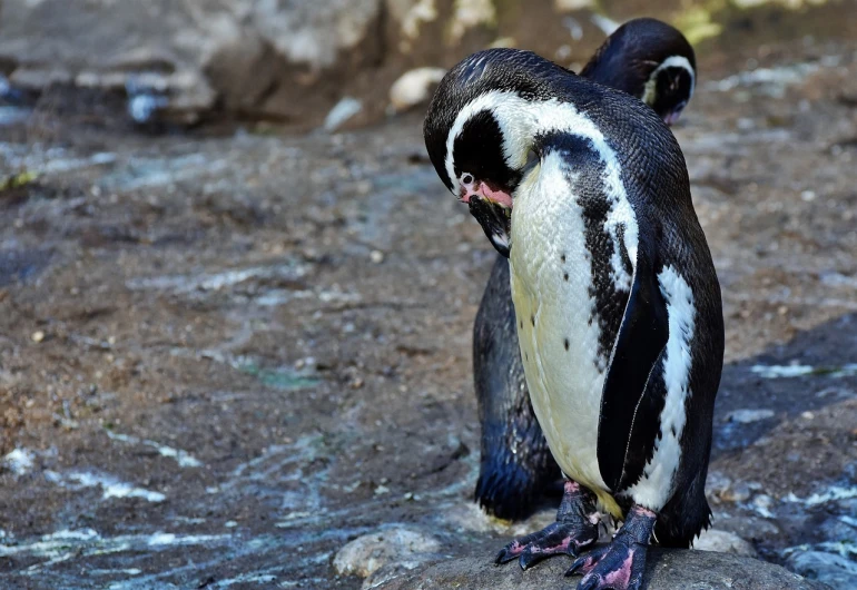 a penguin standing on top of a rock, a photo, by Juergen von Huendeberg, shutterstock, fleshy creature above her mouth, animals mating, taken in zoo, bubbles ”