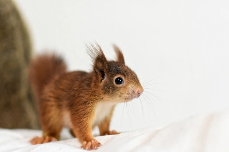 a close up of a squirrel on a bed, a photo, young and cute, on a white table, red head, wildlife photo