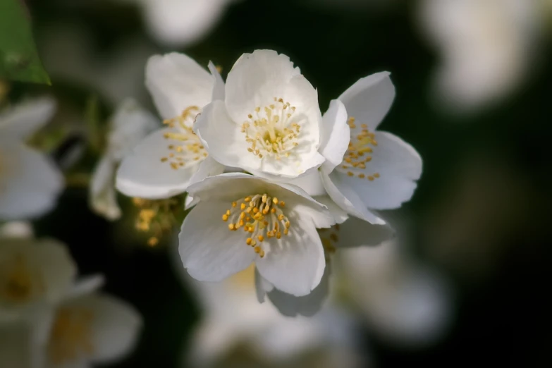 a close up of a bunch of white flowers, a macro photograph, by Thomas Häfner, romanticism, plum blossom, jasmine, 70mm/f2.8, rose twining