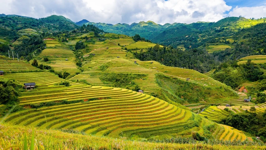 a group of people standing on top of a lush green hillside, a picture, by Dietmar Damerau, shutterstock, sumatraism, full of golden layers, terraced, in style of lam manh, wide view of a farm