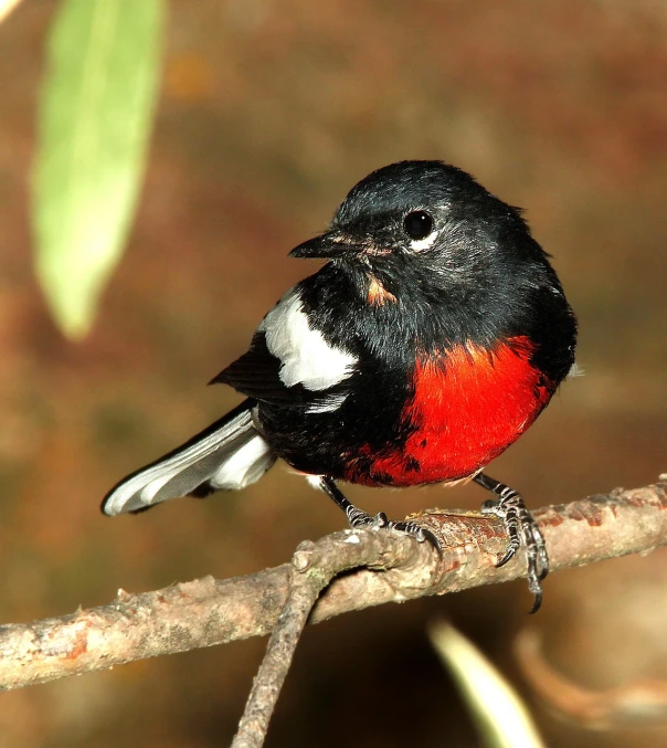 a small black and red bird perched on a branch, flickr, red white black colors, rounded beak, but very good looking”, bow