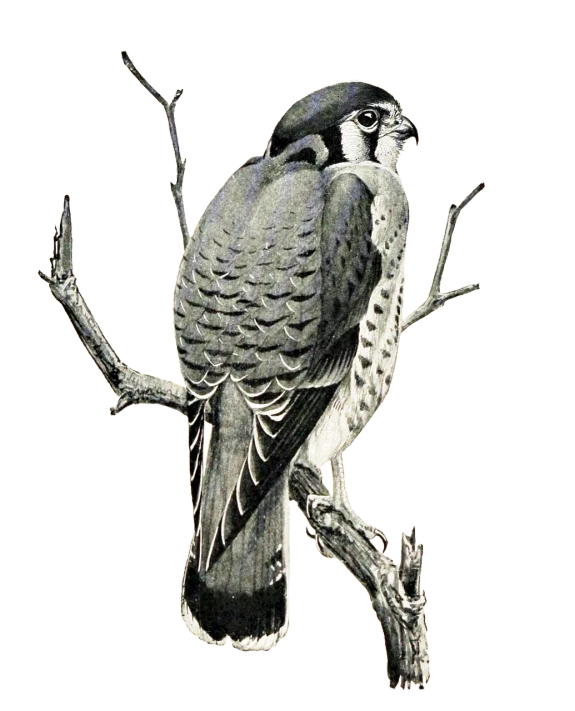 a drawing of a bird perched on a branch, inspired by John James Audubon, surrealism, engraved texture, falcon, photo taken at night, reptile