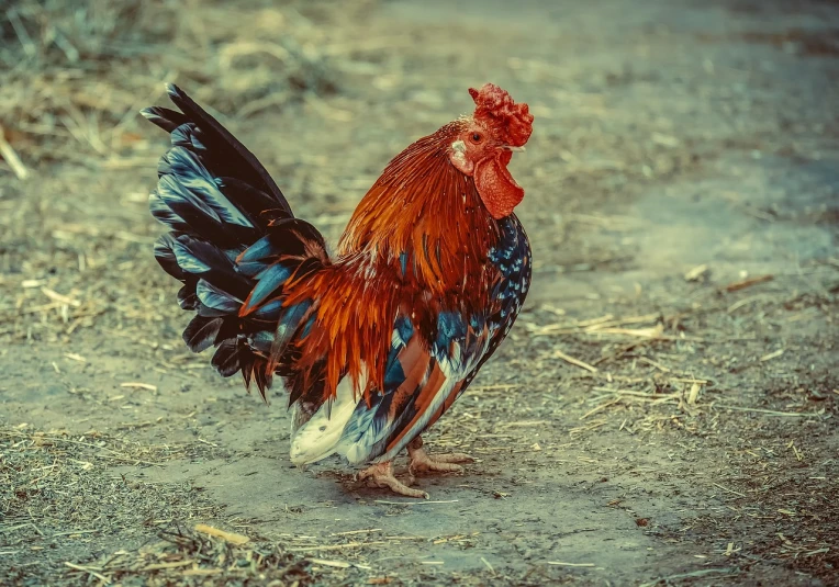 a close up of a rooster on a dirt ground, a colorized photo, baroque, amazing wallpaper, bird legs, frontal pose, bohek