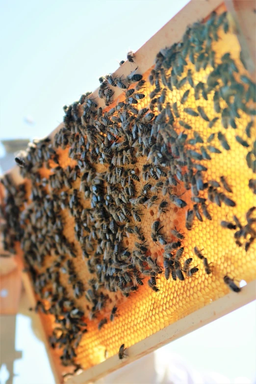 a close up of a beehive with bees on it, by Caroline Mytinger, backlite, recipe, handheld, cut