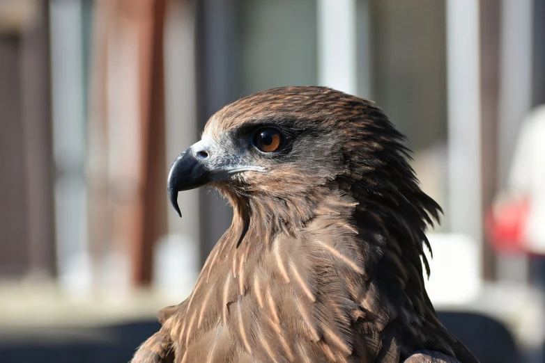 a close up of a bird of prey, a portrait, hurufiyya, an ultra realistic 8k octa photo, profile view perspective, in the sun, portrait mode photo