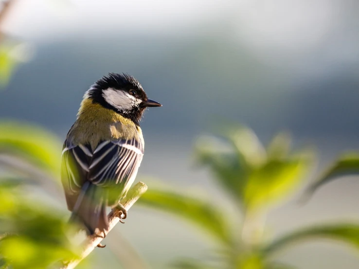 a small bird sitting on top of a tree branch, a picture, by Hans Schwarz, shutterstock, summer morning light, cinematic shot!, hatched ear, wide angle”