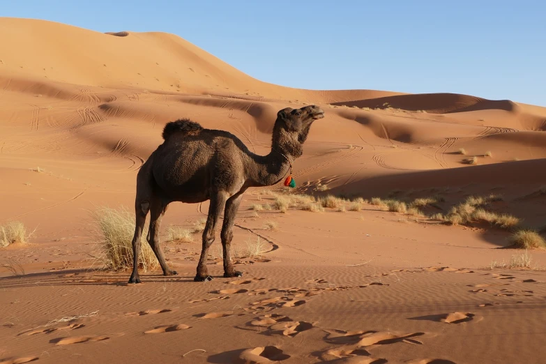 a camel standing in the middle of a desert, a picture, by Richard Carline, shutterstock, arabesque, stock photo, taken with sigma 2 0 mm f 1. 4, stock photograph, an olive skinned