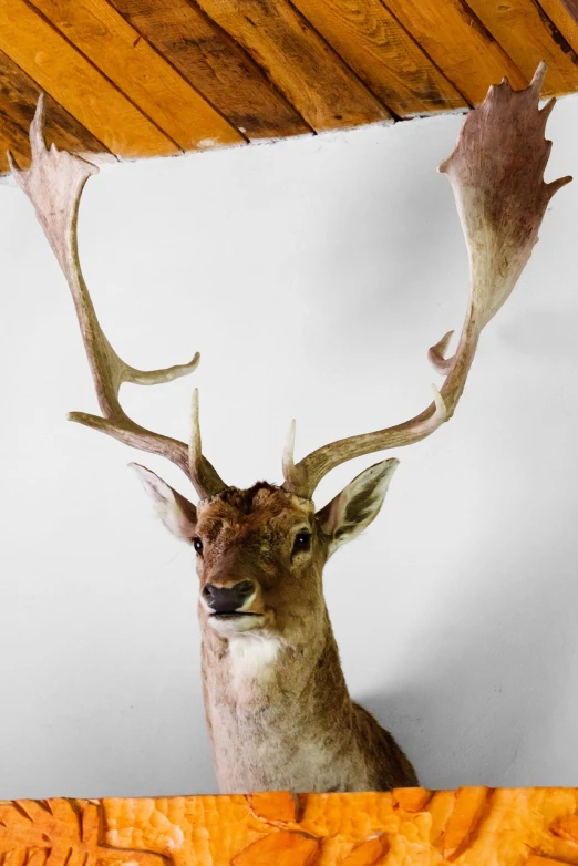 a close up of a deer head on a wall, fine art, -w 1024, whole figure, frontal view, extremely high quality scan